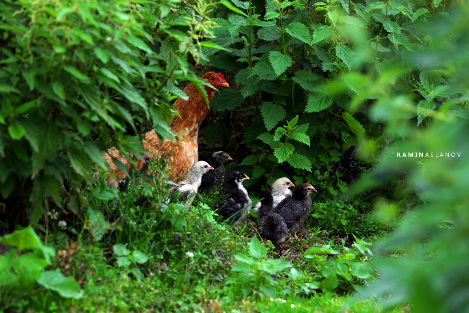 От крепости к крепости – Гедабей: земля исторических памятников (ФОТО)