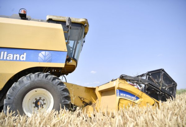 Обнародованы данные по уборке урожая зерновых в Азербайджане