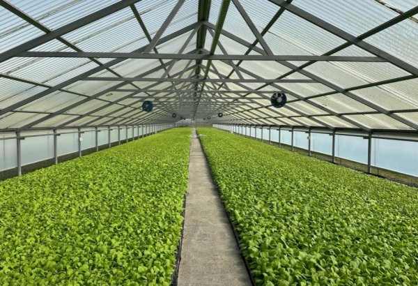 В Азербайджане сократилось количество теплиц