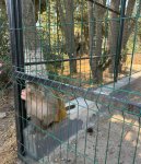 В Азербайджане продолжаются мероприятия по спасению незаконно содержащихся диких животных (ФОТО)