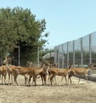 В Азербайджане продолжаются мероприятия по спасению незаконно содержащихся диких животных (ФОТО)