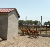 В Азербайджане продолжаются мероприятия по спасению незаконно содержащихся диких животных (ФОТО)