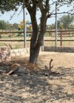 В Азербайджане продолжаются мероприятия по спасению незаконно содержащихся диких животных (ФОТО)