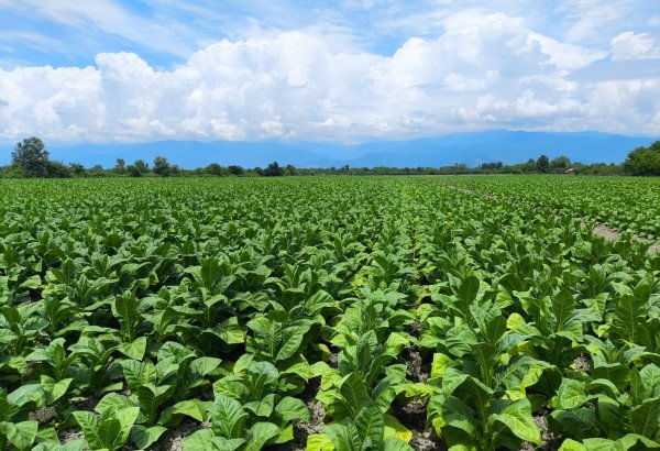 В Азербайджане выросло производство в агросекторе