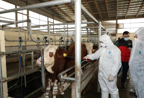 Ввоз племенного скота из Грузии в Азербайджан ограничивается