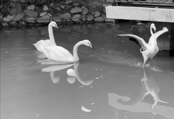 Усилиями IDEA в Хачмазе спасены незаконно содержавшиеся животные (ФОТО/ВИДЕО)