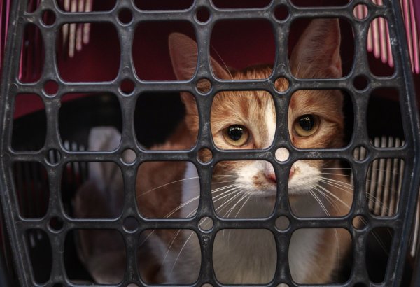 Как перед отъездом за границу азербайджанский юноша пытался найти добрые руки для любимого кота (ФОТО)