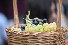 В Шамахы состоялось открытие очередного Фестиваля винограда и вина (ФОТО)