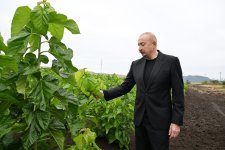 Президент Ильхам Алиев ознакомился с работой, проделанной в тутовом саду в селе Дашбулаг Ходжалинского района (ФОТО)