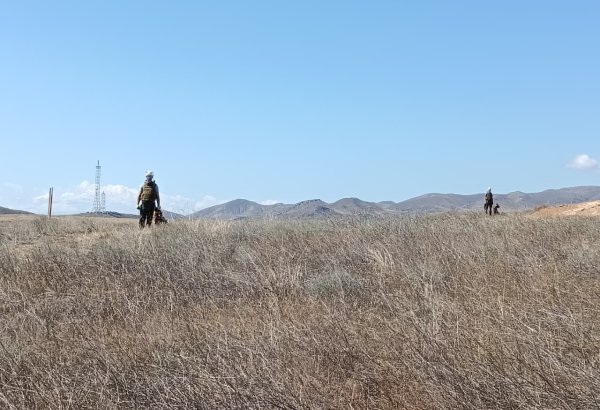 В Азербайджане на прошлой неделе от мин и неразорвавшихся боеприпасов очищено 1225,1 га земли