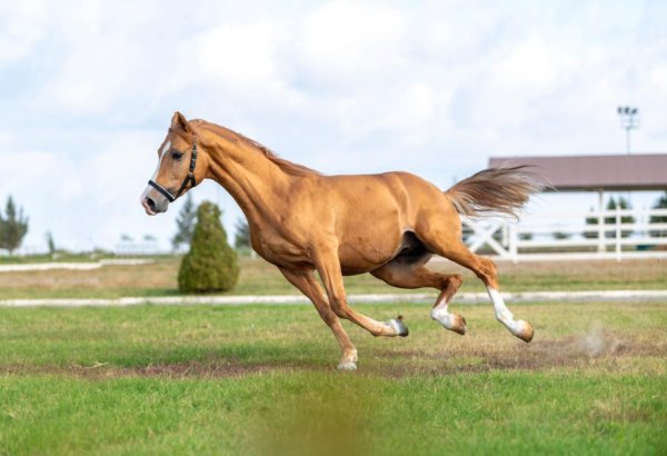 При поддержке Азербайджана ведется активная работа по совместному развитию човгана - Фатих Кеше