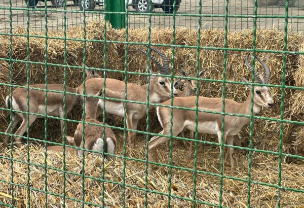 В Аджинохурскую степь национального парка Ахар-Бахар выпущены 11 джейранов (ФОТО)