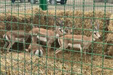В Аджинохурскую степь национального парка Ахар-Бахар выпущены 11 джейранов (ФОТО)