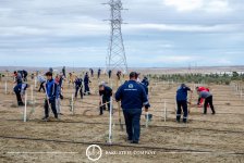 Baku Steel Company укрепляет вклад в защиту окружающей среды: высажено около 3000 деревьев (ФОТО)