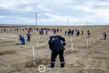 Baku Steel Company укрепляет вклад в защиту окружающей среды: высажено около 3000 деревьев (ФОТО)
