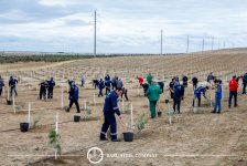 Baku Steel Company укрепляет вклад в защиту окружающей среды: высажено около 3000 деревьев (ФОТО)