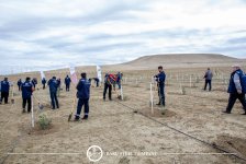 Baku Steel Company укрепляет вклад в защиту окружающей среды: высажено около 3000 деревьев (ФОТО)