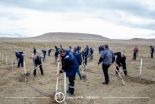 Baku Steel Company укрепляет вклад в защиту окружающей среды: высажено около 3000 деревьев (ФОТО)