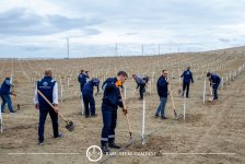 Baku Steel Company укрепляет вклад в защиту окружающей среды: высажено около 3000 деревьев (ФОТО)