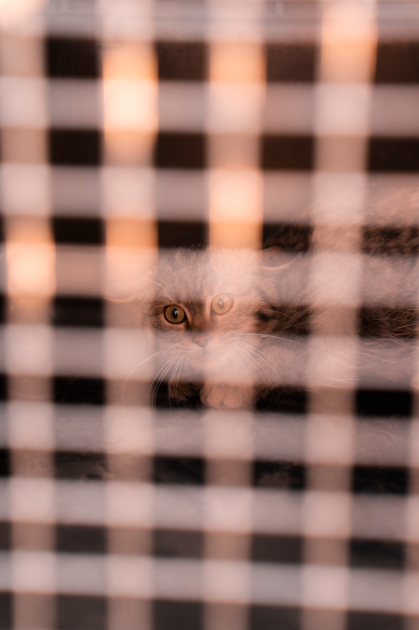 Вице-президент Фонда Гейдара Алиева Лейла Алиева и руководитель Баку Медиа Центра Арзу Алиева приняли участие в церемонии открытия Ахар-Бахарского национального парка в Гахском районе (ФОТО)