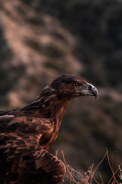 Вице-президент Фонда Гейдара Алиева Лейла Алиева и руководитель Баку Медиа Центра Арзу Алиева приняли участие в церемонии открытия Ахар-Бахарского национального парка в Гахском районе (ФОТО)