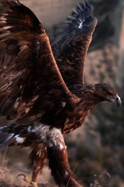 Вице-президент Фонда Гейдара Алиева Лейла Алиева и руководитель Баку Медиа Центра Арзу Алиева приняли участие в церемонии открытия Ахар-Бахарского национального парка в Гахском районе (ФОТО)