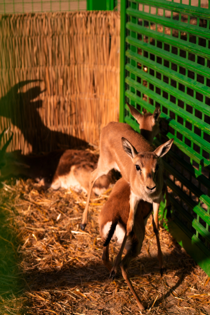 Вице-президент Фонда Гейдара Алиева Лейла Алиева и руководитель Баку Медиа Центра Арзу Алиева приняли участие в церемонии открытия Ахар-Бахарского национального парка в Гахском районе (ФОТО)