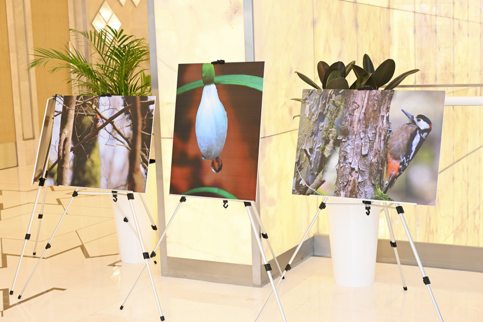 Лейла Алиева приняла участие в презентации документального фильма «Гиркан» (ФОТО)