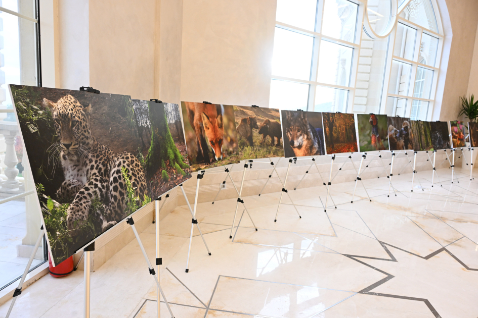 Лейла Алиева приняла участие в презентации документального фильма «Гиркан» (ФОТО)