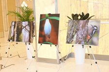 Лейла Алиева приняла участие в презентации документального фильма «Гиркан» (ФОТО)