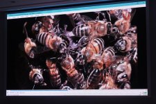 Лейла Алиева приняла участие в презентации документального фильма «Гиркан» (ФОТО)