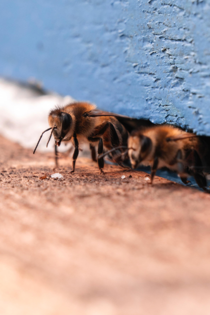 Вице-президент Фонда Гейдара Алиева Лейла Алиева встретилась в Габале с участником проекта «Молодой пчеловод» (ФОТО)