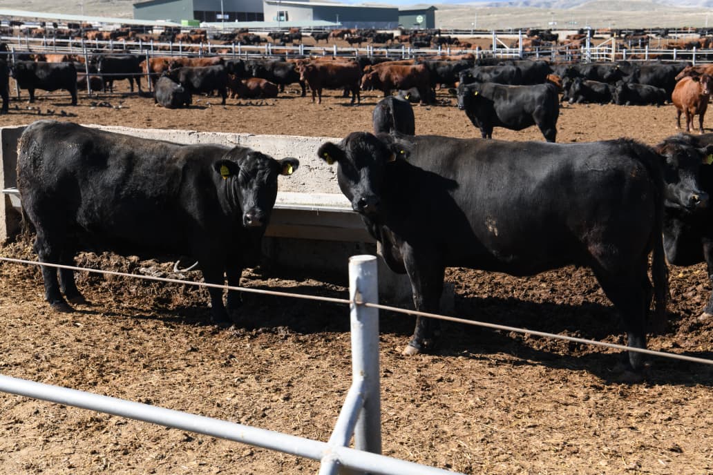Руководящие лица аккредитованных в Азербайджане посольств и международных организаций осмотрели железнодорожную станцию Хакари (ФОТО/ВИДЕО)