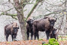 В Исмаиллы прошел лагерь «Вернем зубров в нашу природу!» (ФОТО)