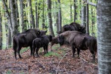В Исмаиллы прошел лагерь «Вернем зубров в нашу природу!» (ФОТО)