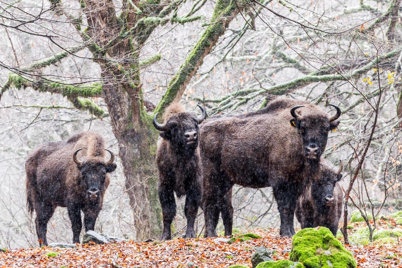 В Исмаиллы прошел лагерь «Вернем зубров в нашу природу!» (ФОТО)