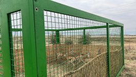 На территорию Джебраильского района выпущено 7 джейранов (ФОТО)