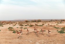 Вице-президент Фонда Гейдара Алиева Лейла Алиева приняла участие в экологических акциях в Мингячевире (ФOTO)