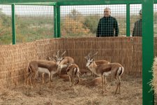 Вице-президент Фонда Гейдара Алиева Лейла Алиева приняла участие в экологических акциях в Мингячевире (ФOTO)