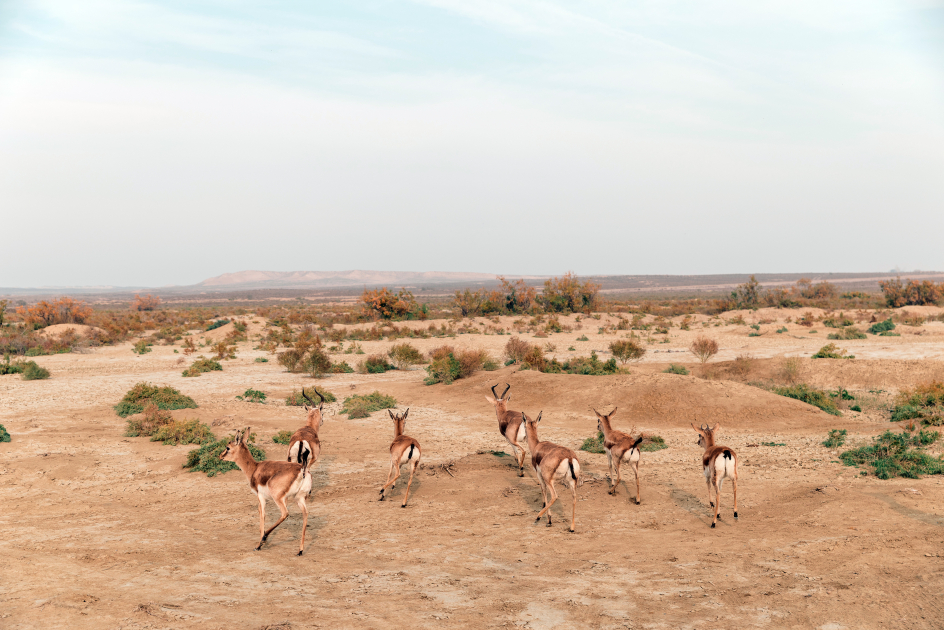 Вице-президент Фонда Гейдара Алиева Лейла Алиева приняла участие в экологических акциях в Мингячевире (ФOTO)