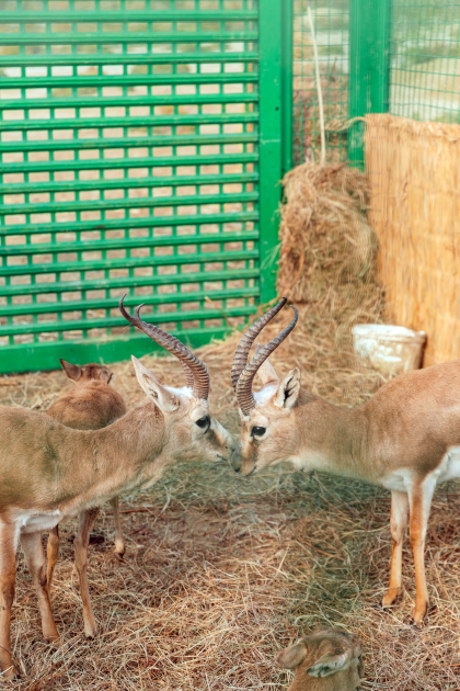 Вице-президент Фонда Гейдара Алиева Лейла Алиева приняла участие в экологических акциях в Мингячевире (ФOTO)