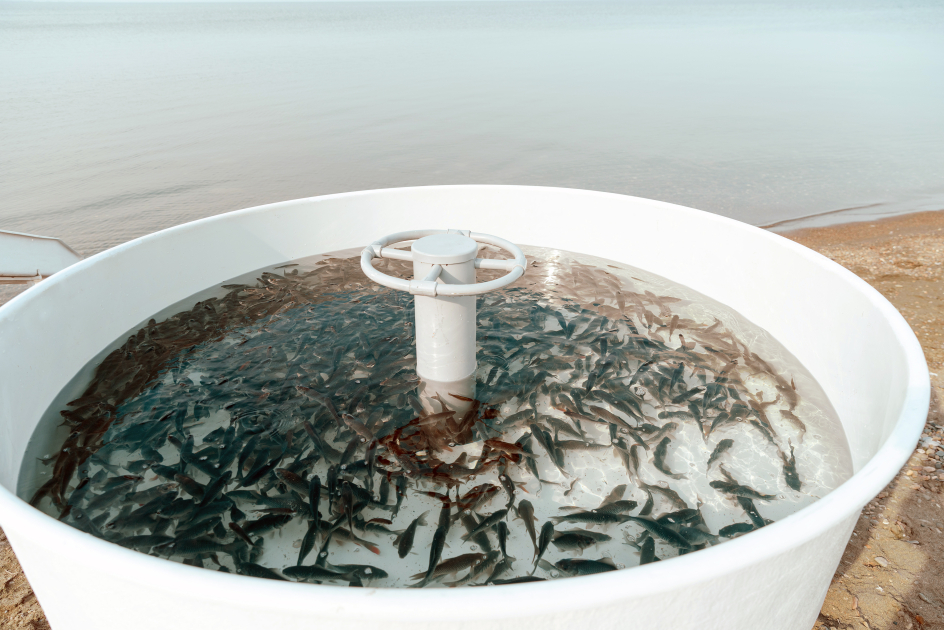 Вице-президент Фонда Гейдара Алиева Лейла Алиева приняла участие в экологических акциях в Мингячевире (ФOTO)