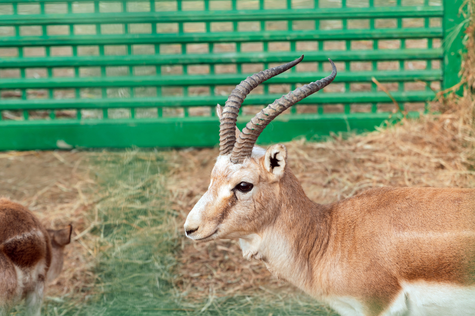Вице-президент Фонда Гейдара Алиева Лейла Алиева приняла участие в экологических акциях в Мингячевире (ФOTO)