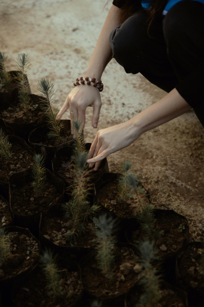 Лейла Алиева, Арзу Алиева и Алена Алиева приняли участие в экологических акциях в Лянкяране (ФОТО)