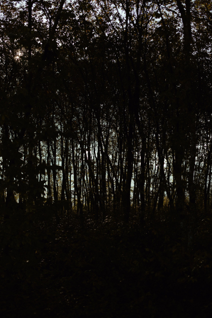 Лейла Алиева, Арзу Алиева и Алена Алиева приняли участие в экологических акциях в Лянкяране (ФОТО)