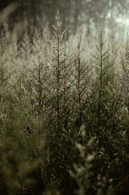 Лейла Алиева, Арзу Алиева и Алена Алиева приняли участие в экологических акциях в Лянкяране (ФОТО)