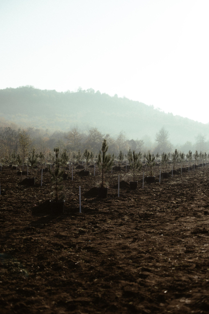 Лейла Алиева, Арзу Алиева и Алена Алиева приняли участие в экологических акциях в Лянкяране (ФОТО)