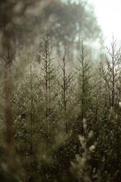 Лейла Алиева, Арзу Алиева и Алена Алиева приняли участие в экологических акциях в Лянкяране (ФОТО)