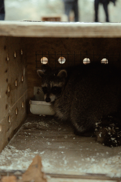 Лейла Алиева, Арзу Алиева и Алена Алиева приняли участие в экологических акциях в Лянкяране (ФОТО)
