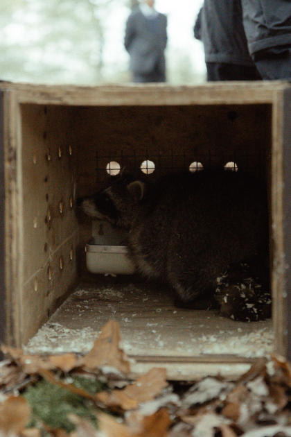Лейла Алиева, Арзу Алиева и Алена Алиева приняли участие в экологических акциях в Лянкяране (ФОТО)